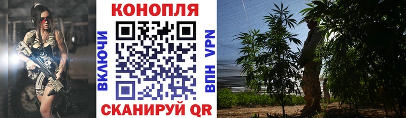 Конопля планчик  Салаир 